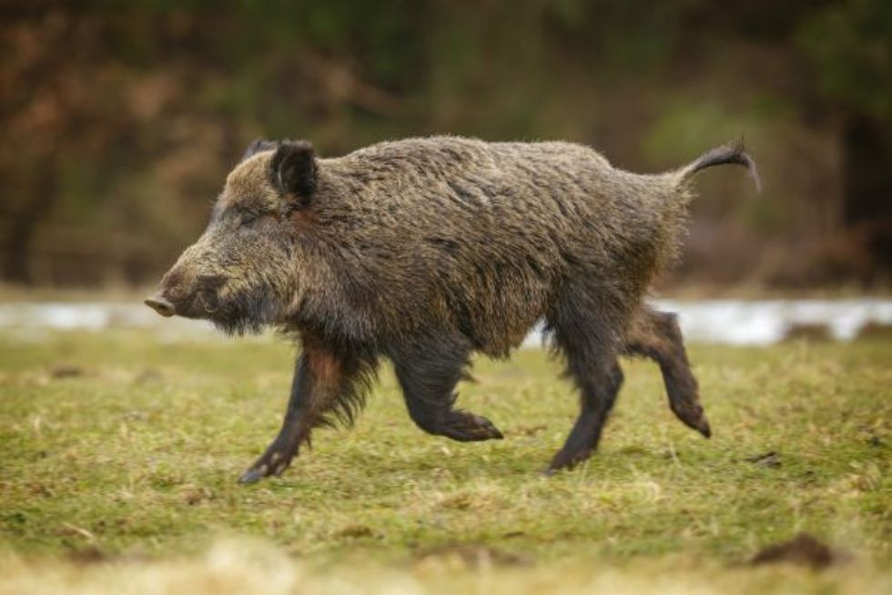 RIVALTA - Auto investe in pieno un cinghiale al Dojrone