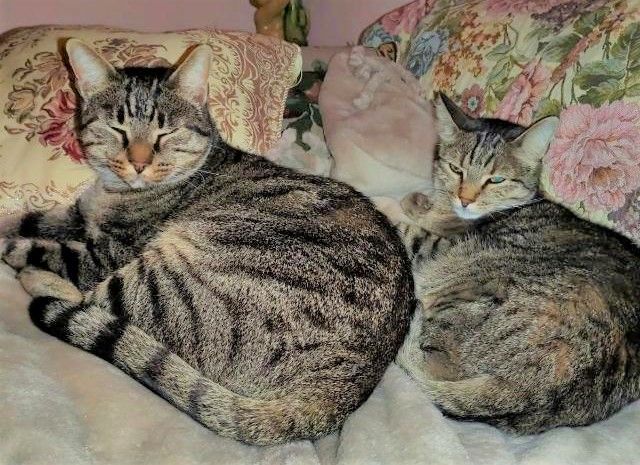 PIOSSASCO - Muore la proprietaria, ora Pippo e Billy cercano (insieme) una nuova famiglia - FOTO