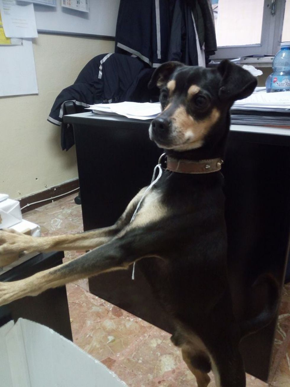 NICHELINO - Il cane abbandonato viene salvato dall'ex padrone