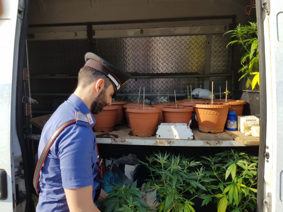 NICHELINO - Un bosco di marijuana nel parco di Stupinigi