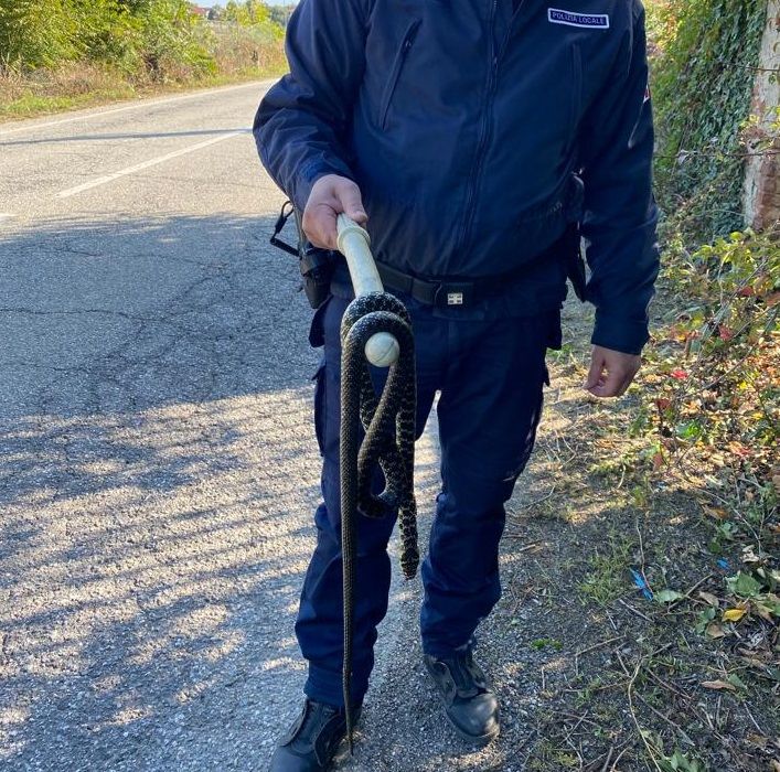 LA LOGGIA - 'Aiuto c'è un serpente enorme' ma era già morto