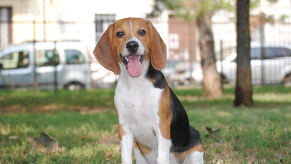 CARMAGNOLA - Dna canino: stop alle scadenze e sanzioni rinviate