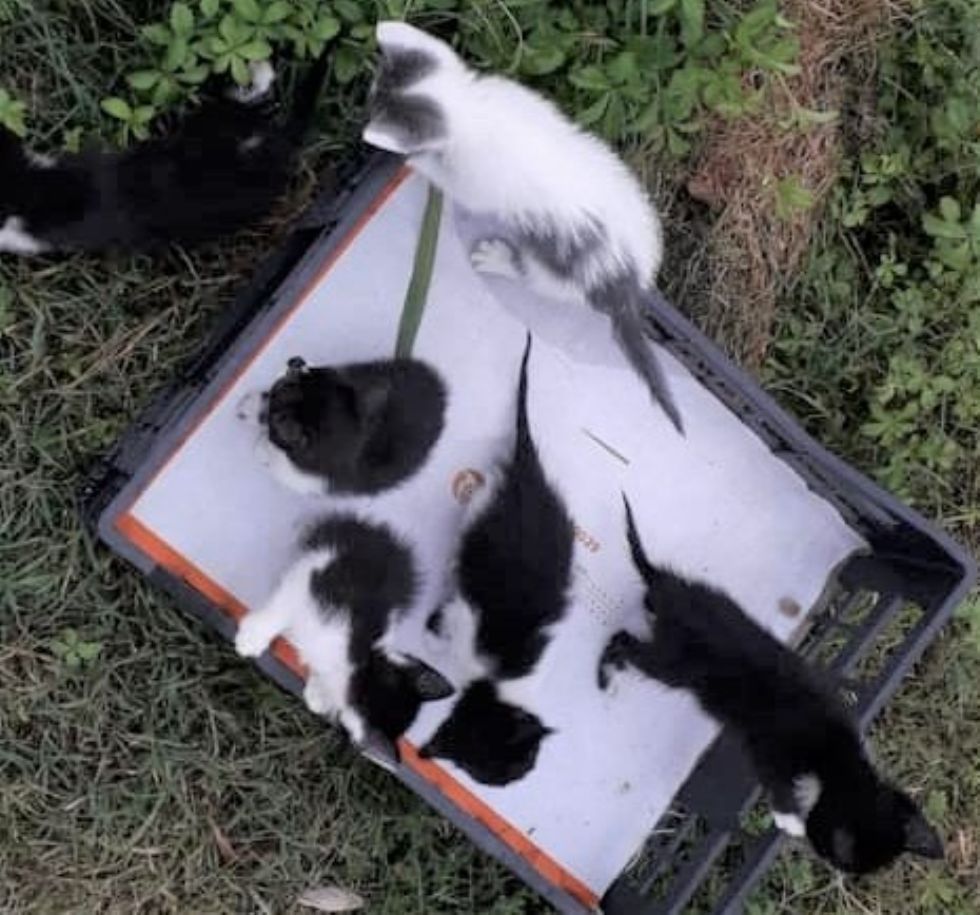 VIRLE - Gattini ritrovati a San Pancrazio: appello per adottarli